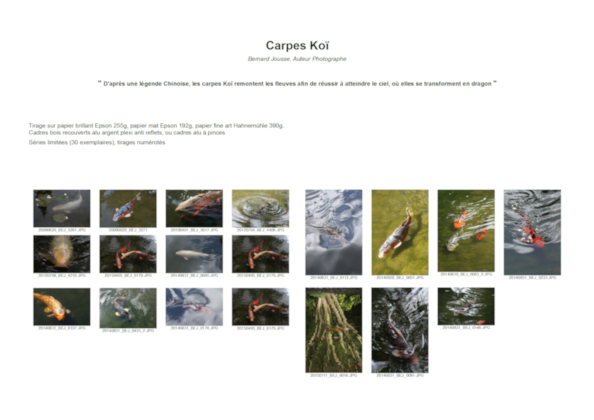 Carpes Koï