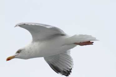 Mouette