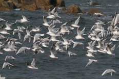 Mouettes