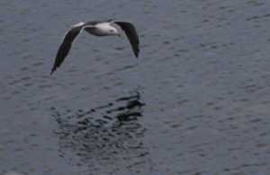 mouette