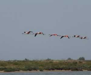Camargue