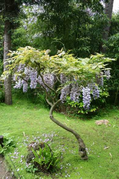 Jardins Albert Kahn