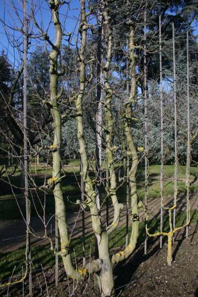 Jardins Albert Kahn