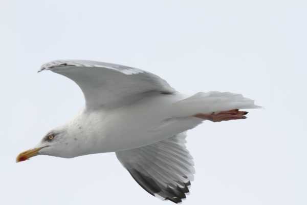 mouettes