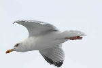mouettes