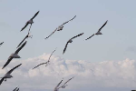 mouettes
