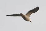 mouettes