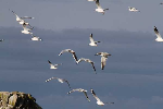 mouettes