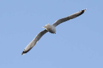mouettes