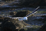 mouettes