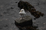 mouettes