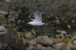mouettes