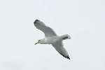 mouettes