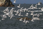 mouettes
