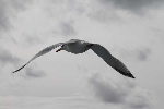 mouettes