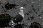 mouettes