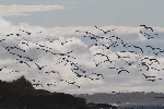 mouettes