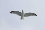 mouettes