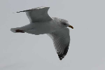 mouettes