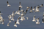 mouettes