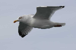 mouettes