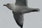 mouettes