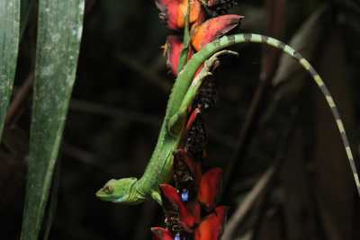 Costa Rica