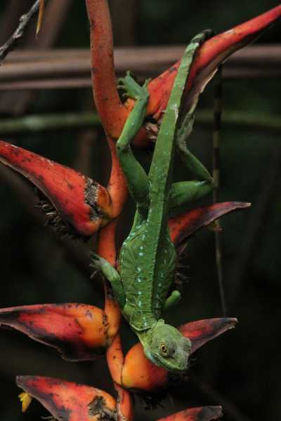Costa Rica