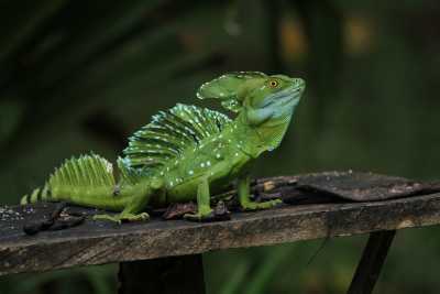 Costa Rica