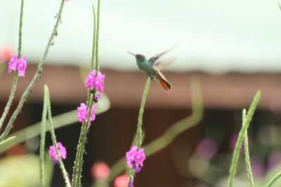 Costa Rica