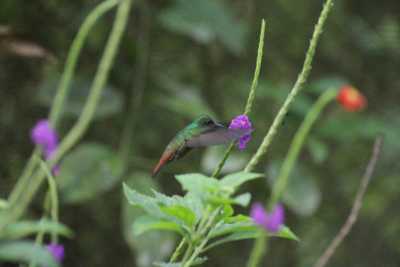 Costa Rica