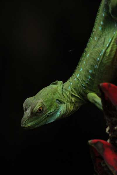 Costa Rica