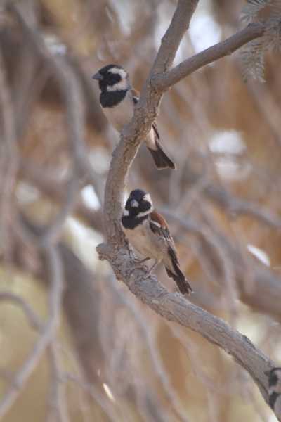 Namibie