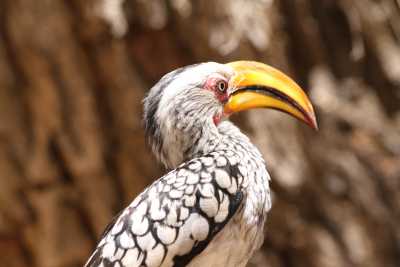 Namibie