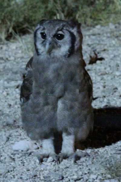 Namibie