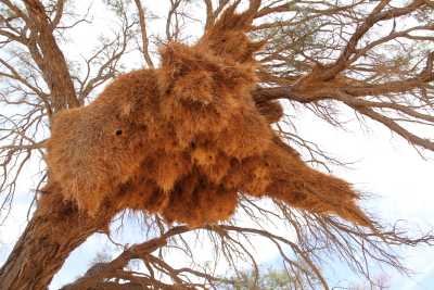 Namibie