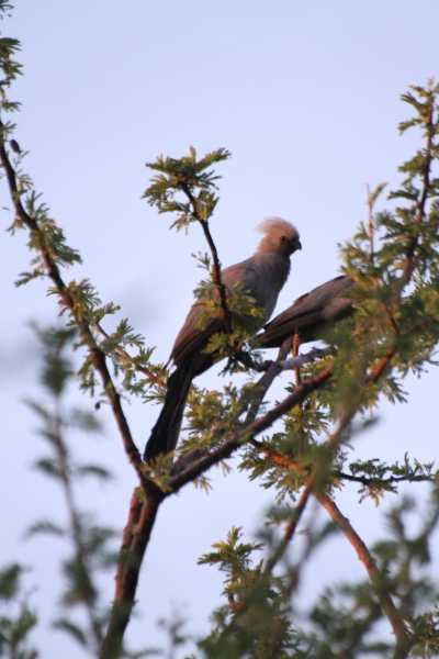 Namibie