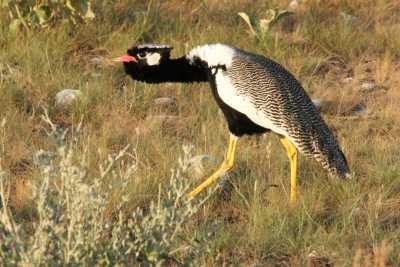 Namibie