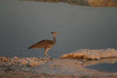 Namibie