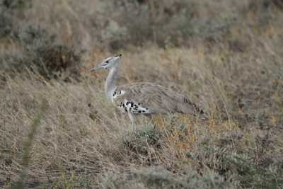Namibie