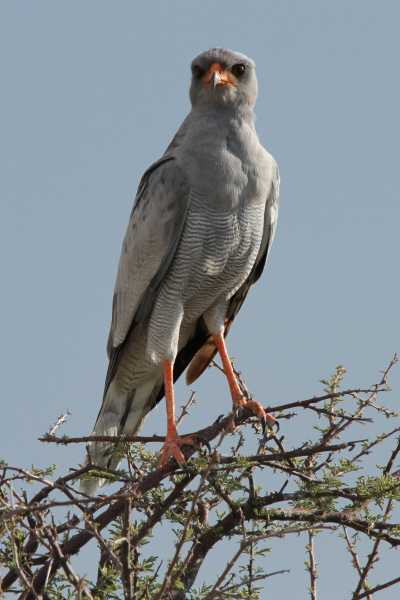 Namibie