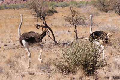 Namibie