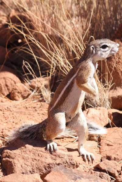 Namibie