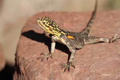 Namibie