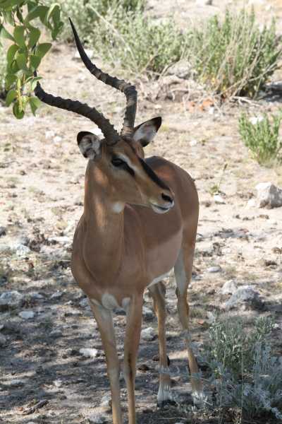Namibie