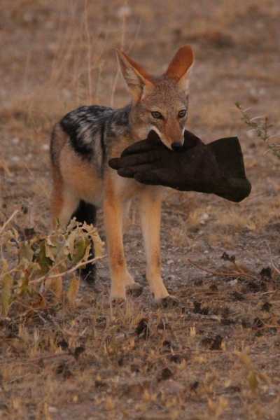 Namibie