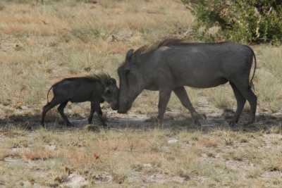Namibie