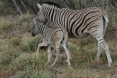 Namibie