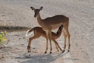 Namibie
