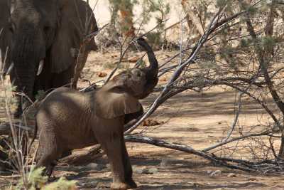 Namibie